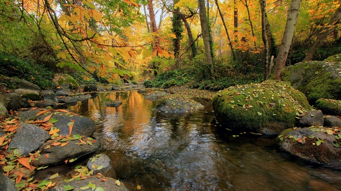 Autumn forest stream with colorful leaves and rocks