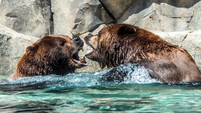 Two grizzly bears fighting in water