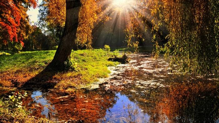 Sunlight streams through autumn trees onto a pond
