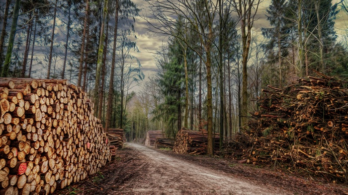 Cut logs stacked in a forest clearing