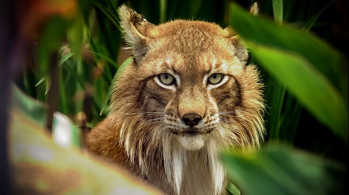 Close-up of a lynx's face in foliage