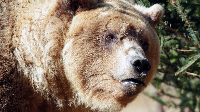 Close-up of a brown bear's face