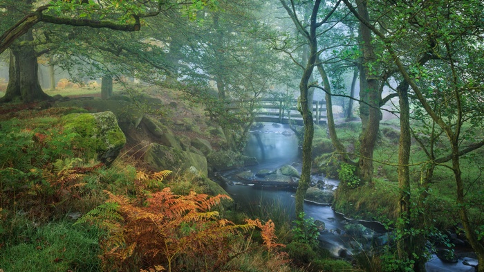 Misty forest with a stone bridge over a stream