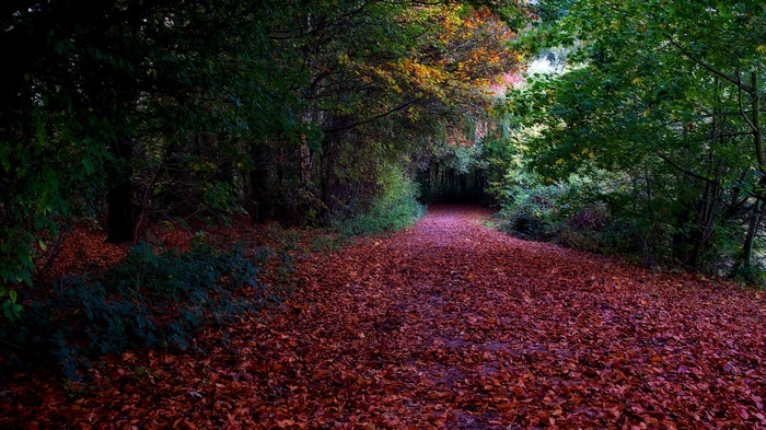 A path covered in fallen leaves in an autumn forest