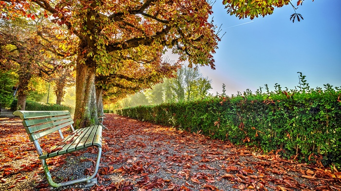 Park bench under autumn trees with fallen leaves