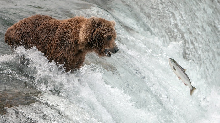 Bear hunting salmon in a waterfall