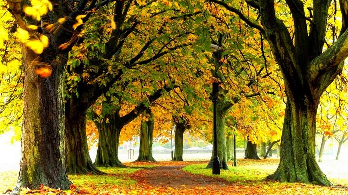 Autumn park pathway lined with trees in fall colors