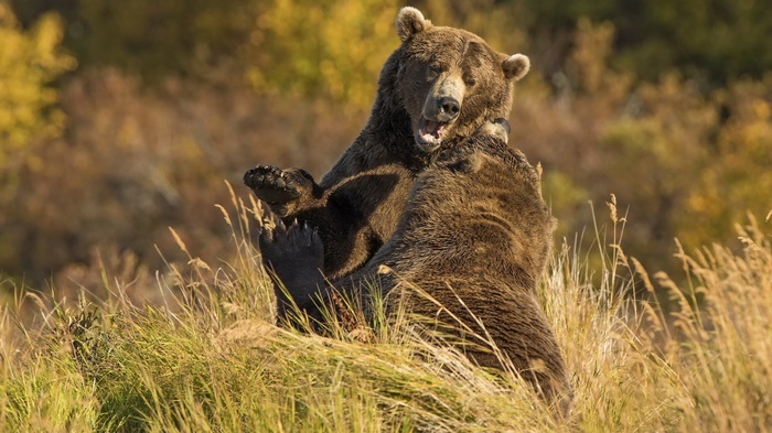 Two grizzly bears fighting in a grassy field
