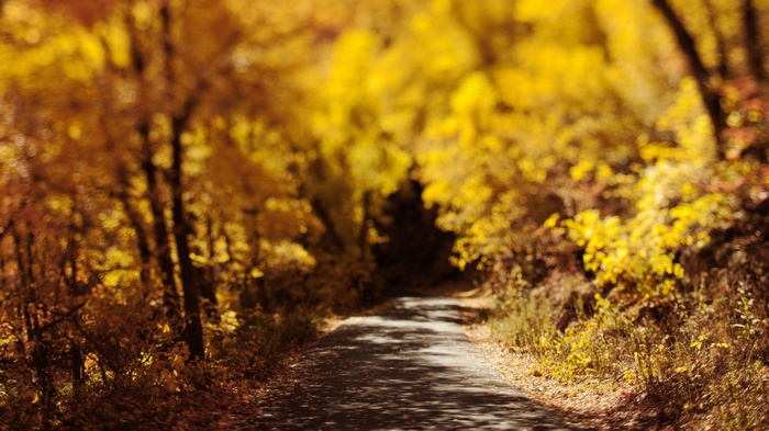 A winding road through a forest in autumn