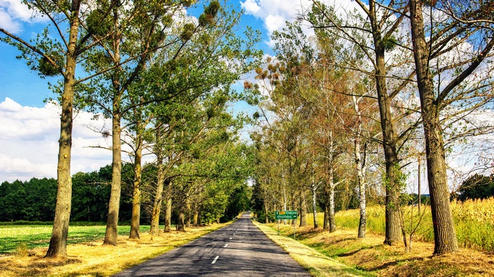 Road lined with trees leading to a town sign
