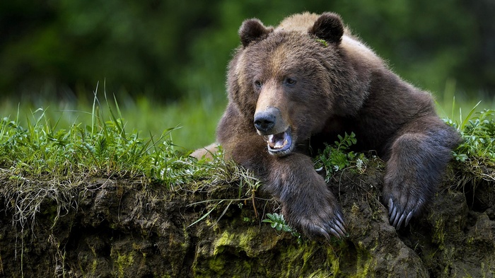 Grizzly bear lying on a mossy bank