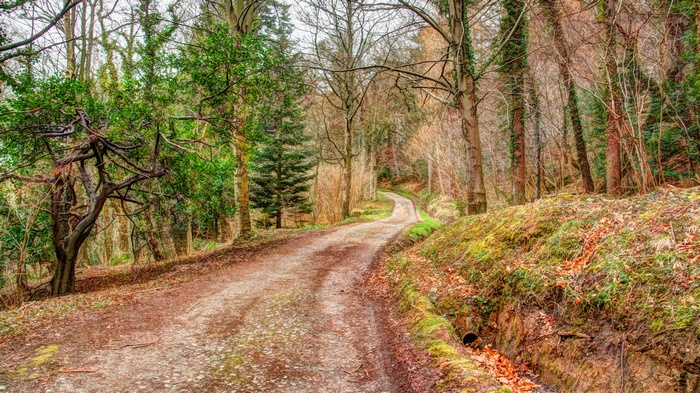 Dirt road winding through a forest in autumn