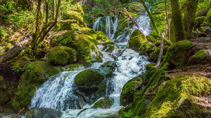 Mossy rocks and a waterfall in a forest