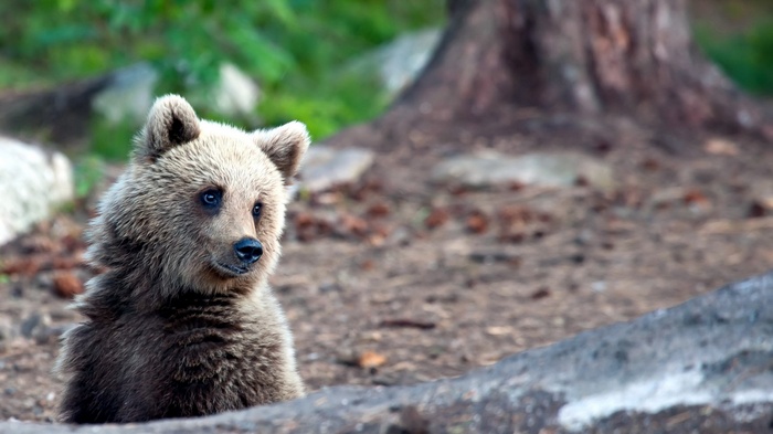 A young bear cub peeking out from behind a log