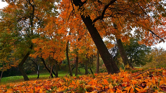 Autumn park with fallen orange leaves and trees