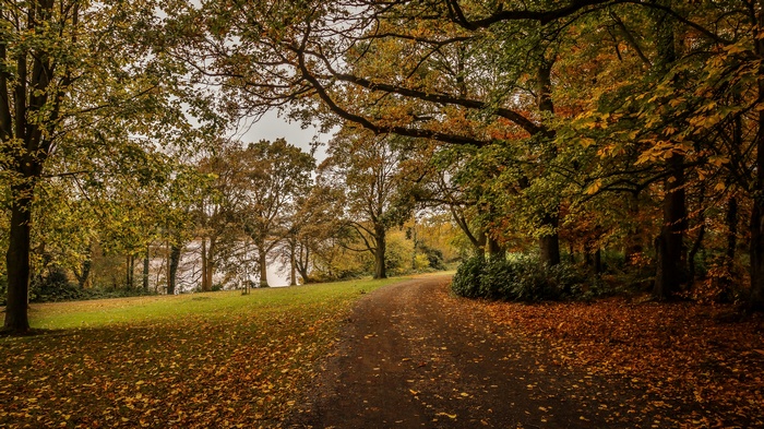 Autumn path through a forest with fallen leaves