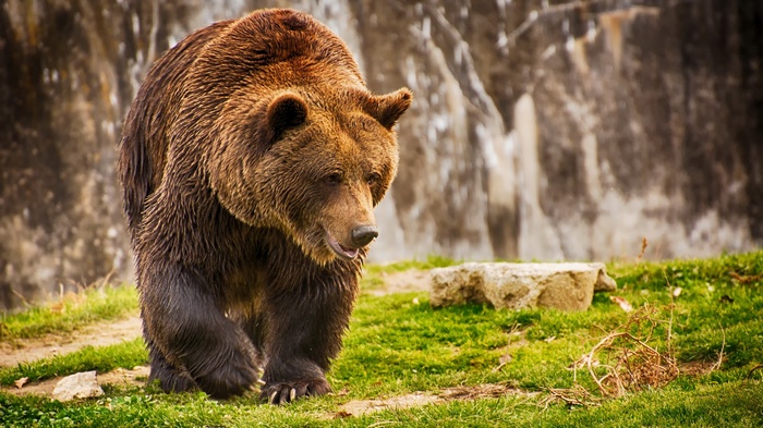 A brown bear walks on grass