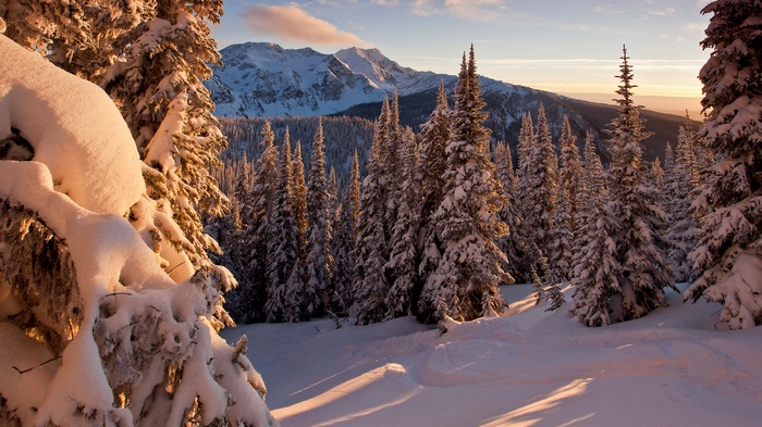 Snow-covered pine forest with mountains at sunset