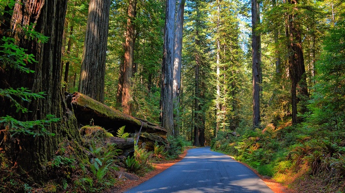 Road through a redwood forest with fallen log