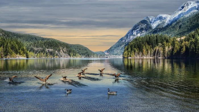 Geese landing on a lake with mountains