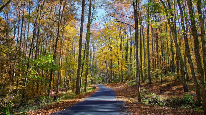 Road through an autumn forest with yellow leaves