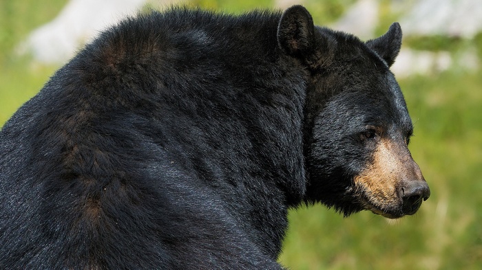 Close-up of a black bear's head and fur
