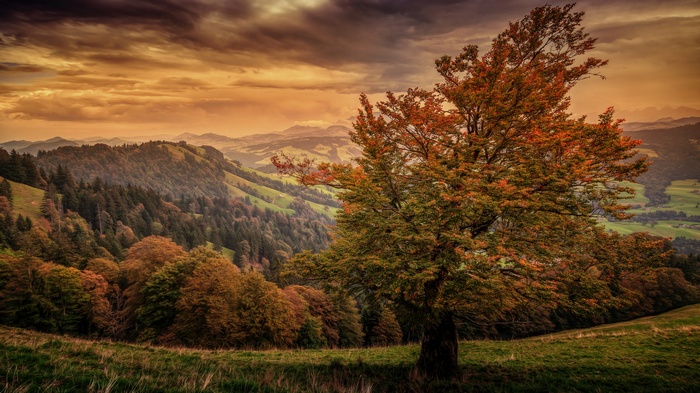 Autumn tree on a rolling hillside at sunset
