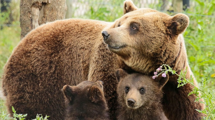 Mother bear with two cubs in grass