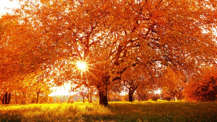 Sun shining through autumn trees in a field