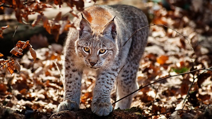 Lynx walking in a forest with fallen leaves