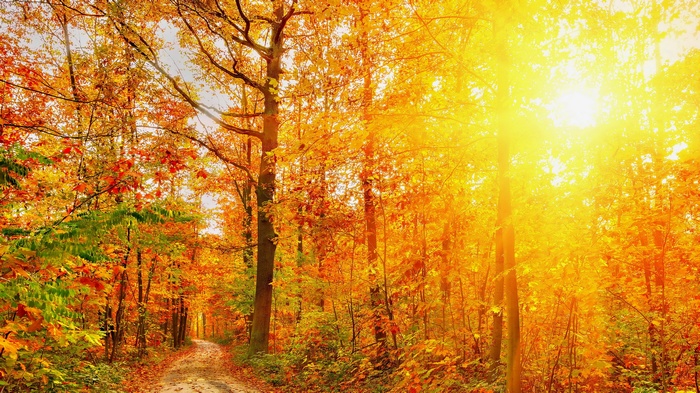 Sunlight shining through autumn trees on a forest path