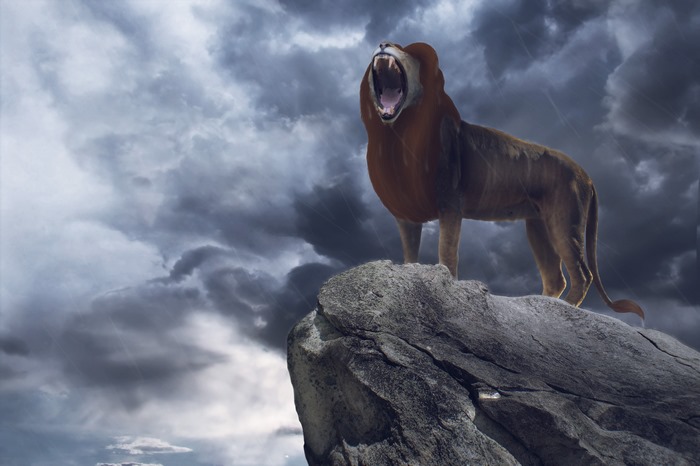 Lion roaring on a rock under stormy clouds