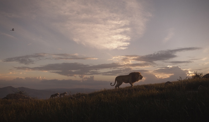 Simba and cubs walking on a grassy hill at sunset