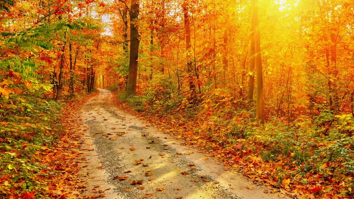 Autumn forest path with sunlit trees