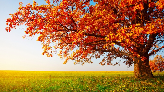 Autumn tree with orange leaves in a field
