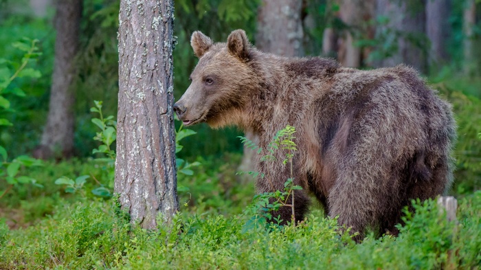 Brown bear in a forest