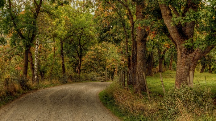 Gravel road curves through a forest with large trees