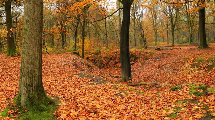 Forest floor covered in autumn leaves with trees