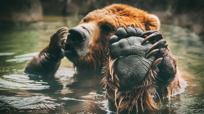A bear in water shows its paw