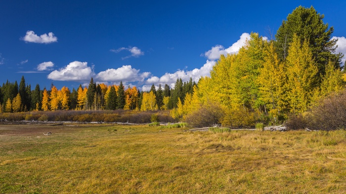 Autumn trees in a meadow under a blue sky