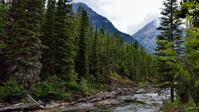 River flowing through a forest with mountains in the background