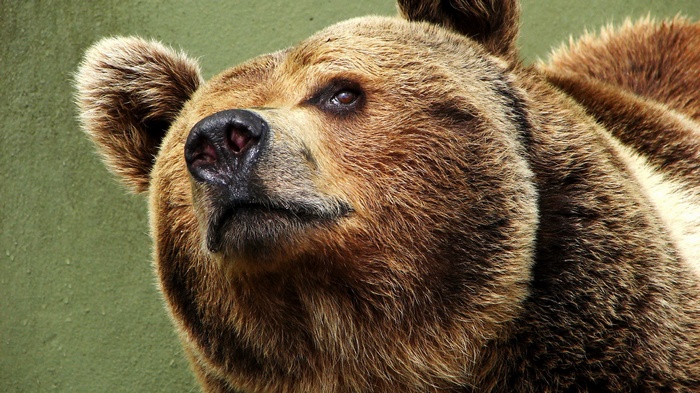 Close-up of a brown bear's face