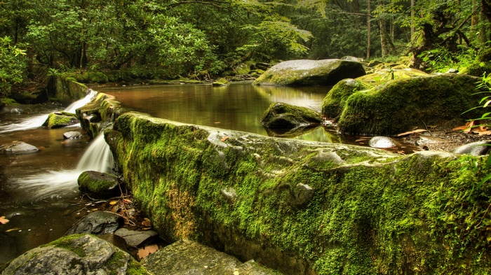 Moss-covered rocks in a forest stream