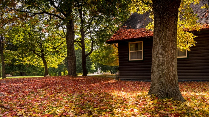 Cabin in the woods with autumn leaves
