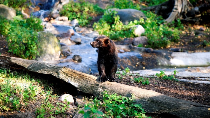 Wolverine standing on a log near a stream