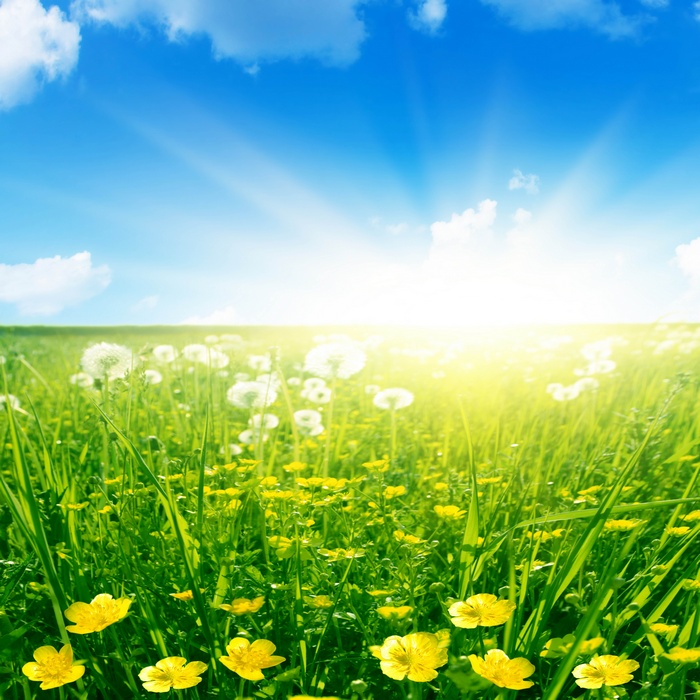 Sunny Meadow with Yellow Flowers and Dandelions