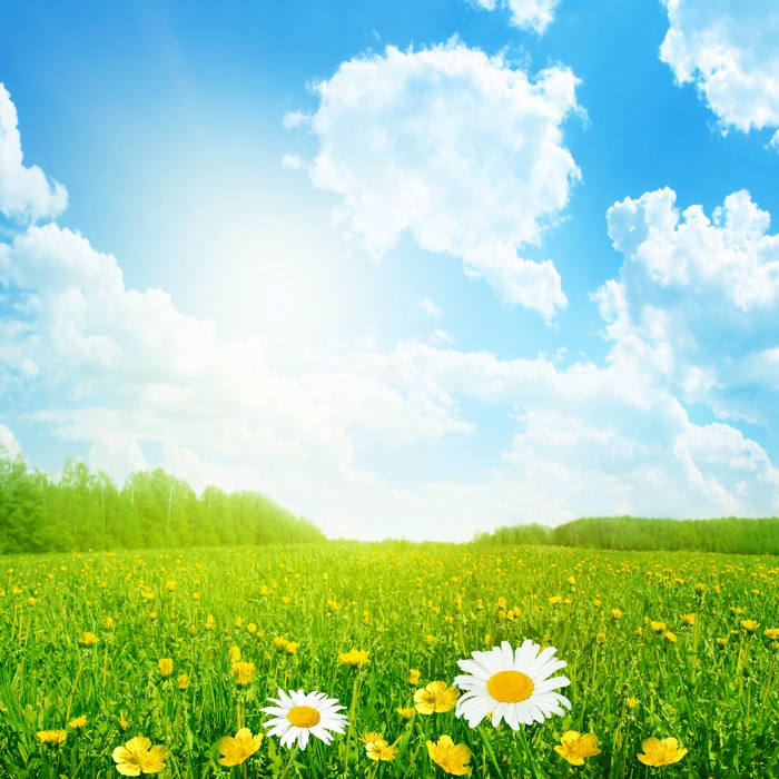 A sunny meadow with wildflowers and a blue sky