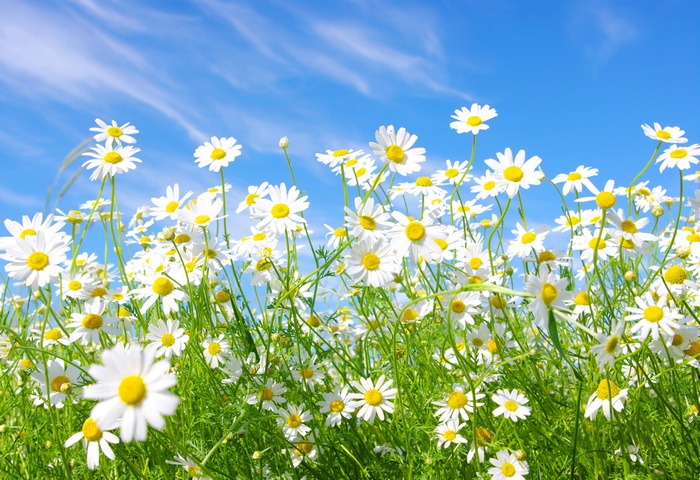 Field of daisies under a blue sky