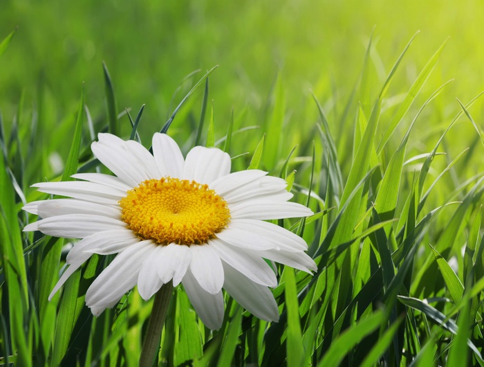 Daisy flower in green grass with sunlight