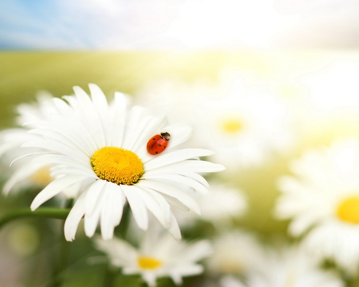 Ladybug on a daisy with a sunny background